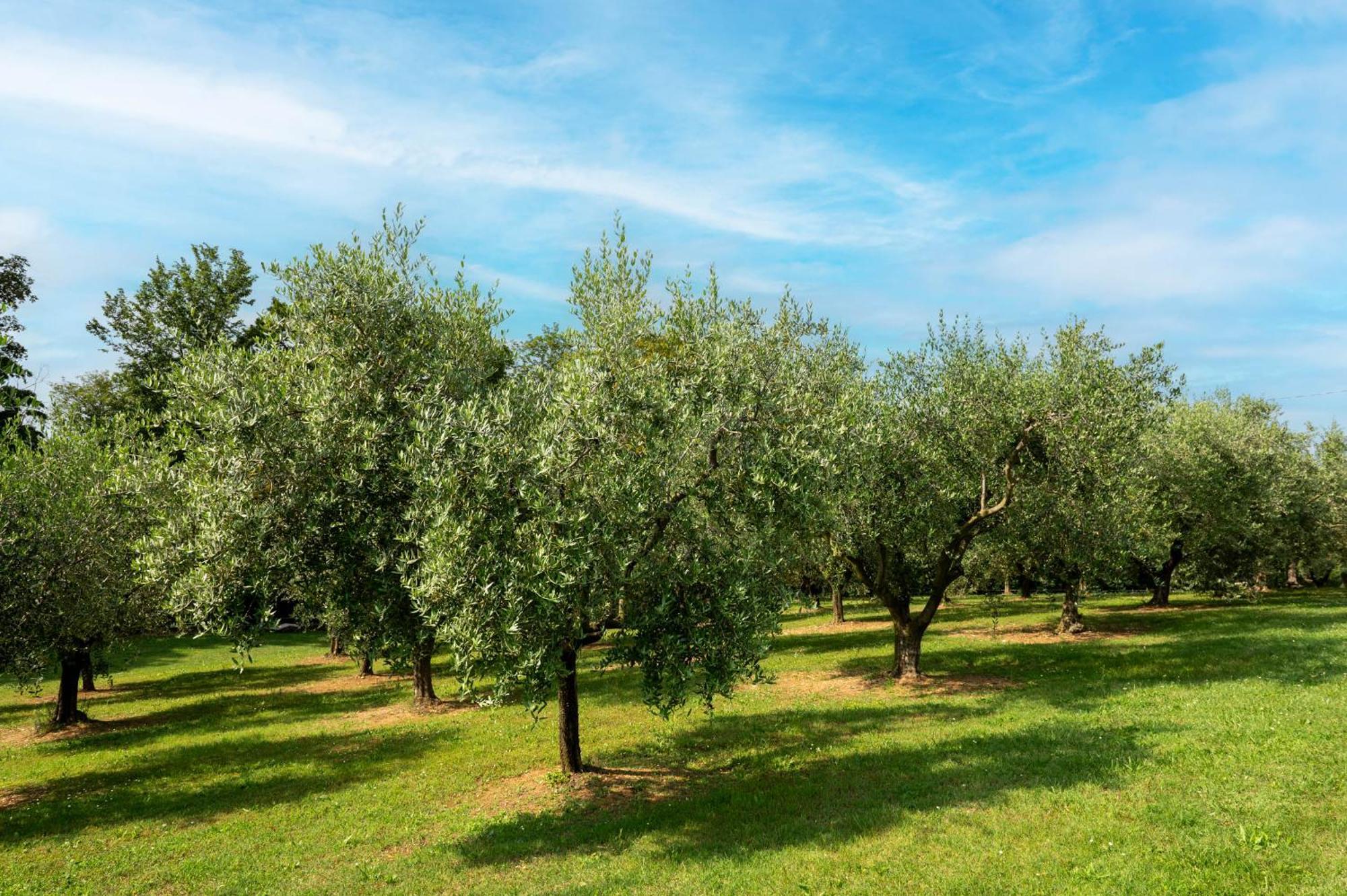 Apartamento Agriturismo Terre Bianche Teolo Exterior foto